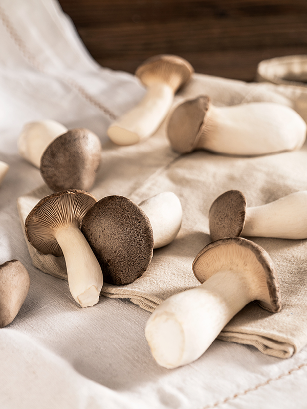 Kräuterseitling: Der Mediterrane