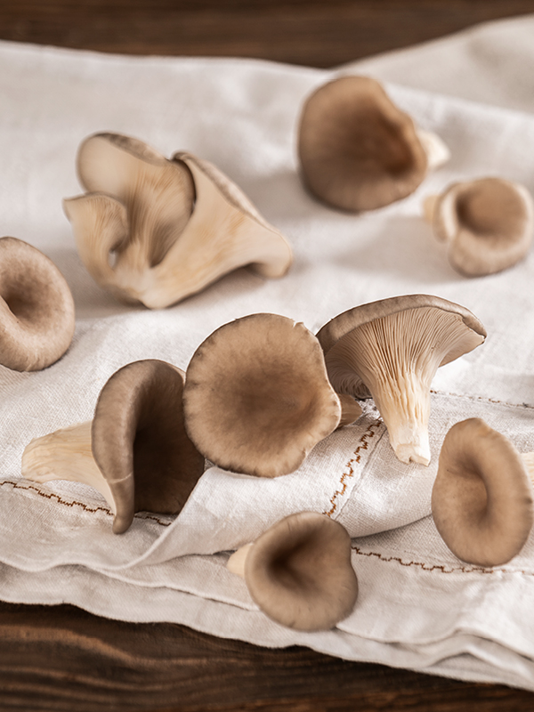 Pleurotus: Der Würzige