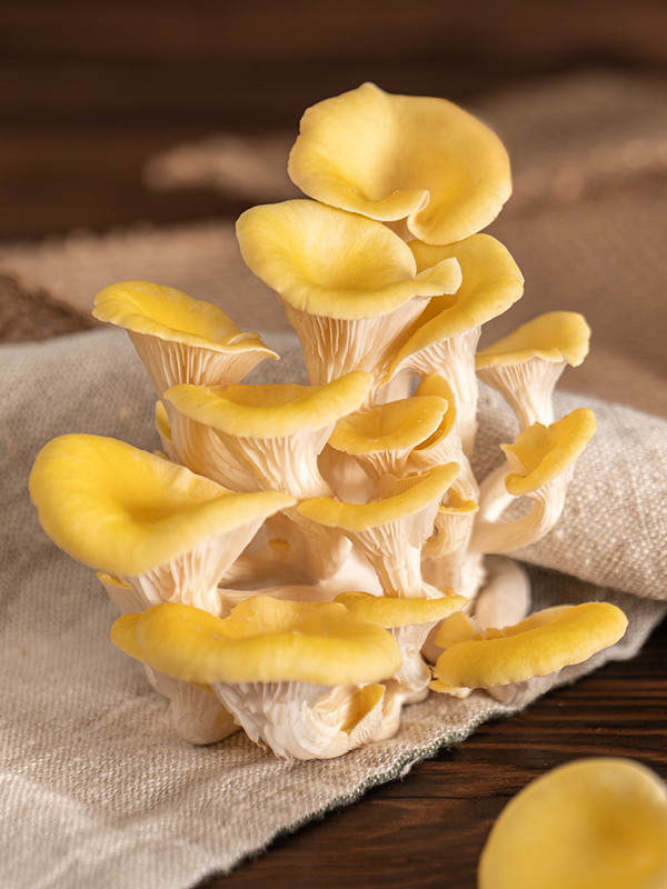 Zitronenseitling: Der Leuchtende