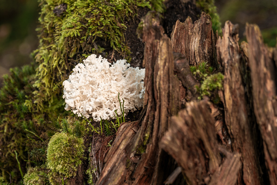 Führung für Einzelpersonen