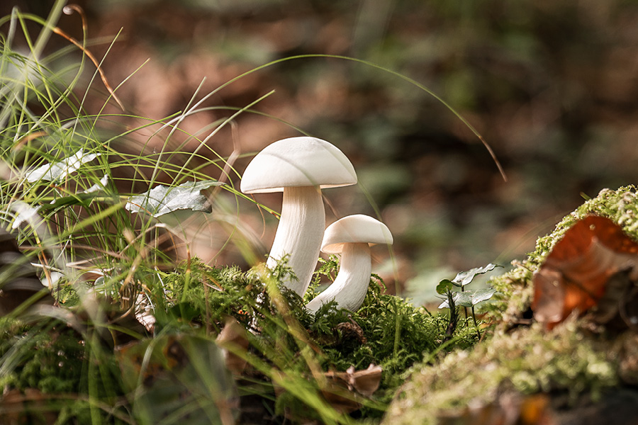 Workshop 1 – Superfood Pilze