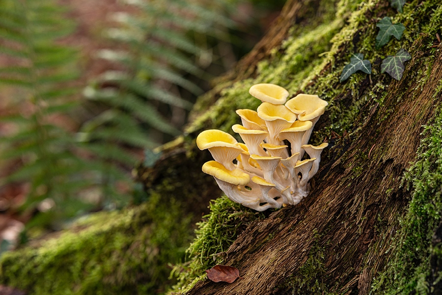 Workshop 3 – Kreative Pilzreise