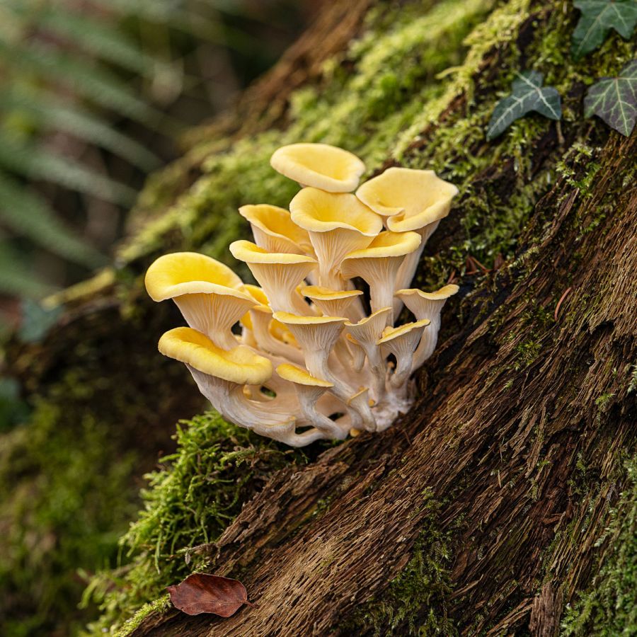 Pilzevents – Entdecke die Welt der Pilze