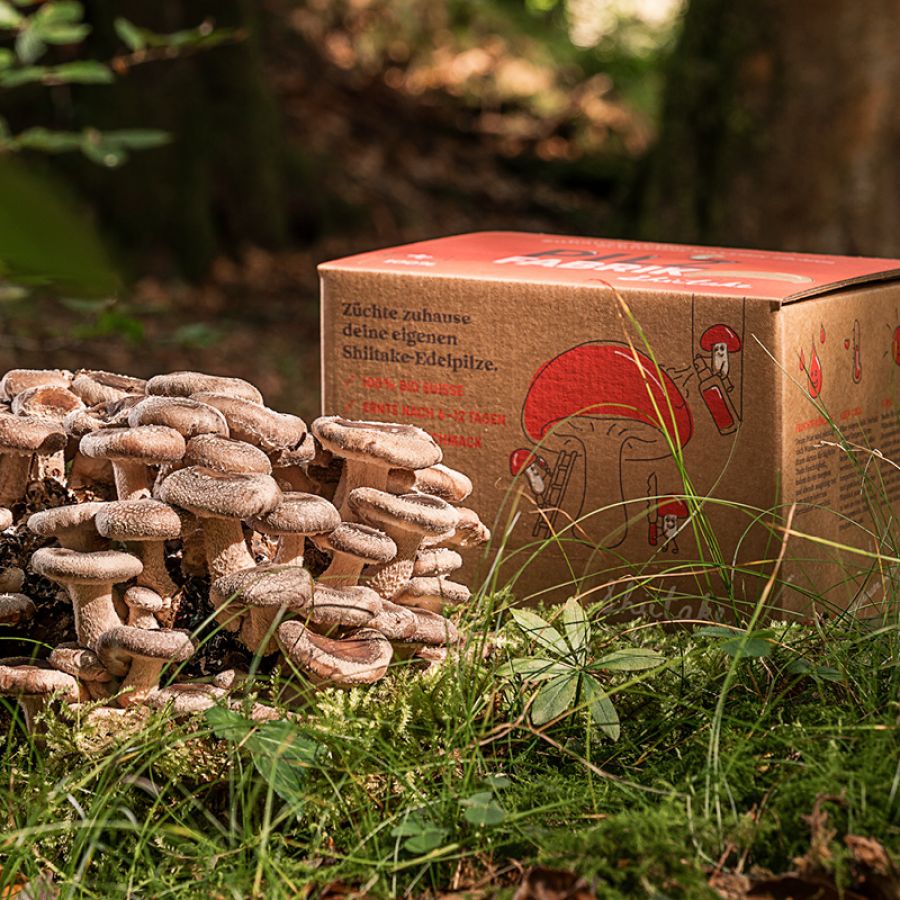 Zuhause selber Shiitake-Pilze züchten